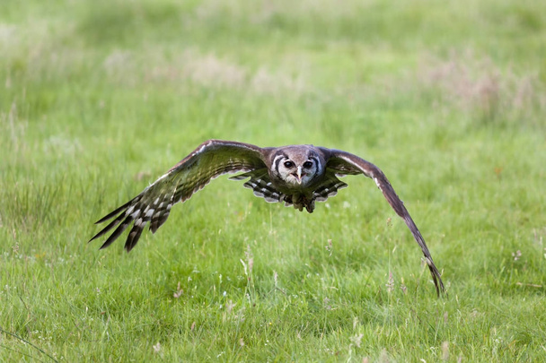Milk Eagle Owl in flight  - Foto, imagen