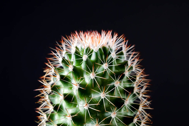 Texture of Cactus plant close-up on black background . soft focu - Foto, Imagem