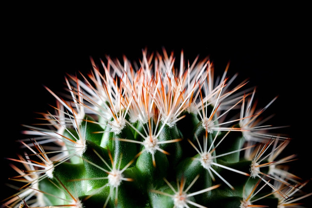 Textura kaktus rostlin close-up na černém pozadí. měkká focu - Fotografie, Obrázek