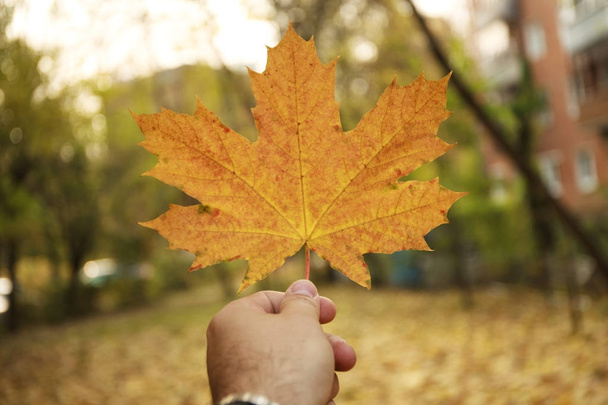 Male hand holds a maple leaf on background of an autumn park - Φωτογραφία, εικόνα