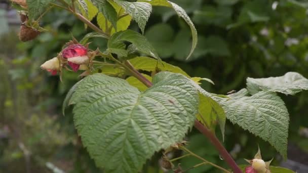 Ripe raspberry bush gimbal - Filmmaterial, Video