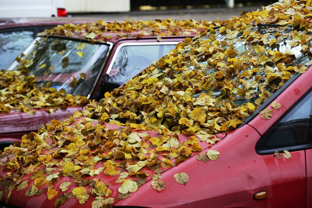 Gelbe Blätter auf Motorhaube und Windschutzscheibe - Foto, Bild