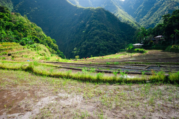 Batad Rice terraces, Banaue, Ifugao, Φιλιππίνες. - Φωτογραφία, εικόνα