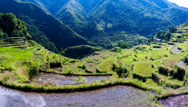 Batad Rice teraszok, Banaue, Ifugao, Fülöp-szigetek. - Fotó, kép