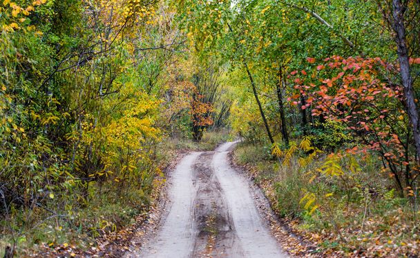 Estrada na floresta de outono - Foto, Imagem