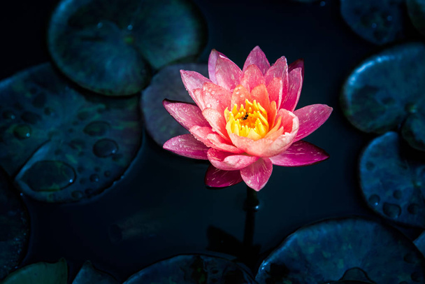 Yakın çekim çiçek açan beyaz, kırmızı ve pembe süslü nilüfer veya lotus çiçeği - Fotoğraf, Görsel