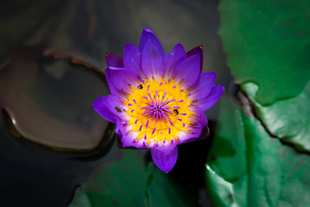 Primer plano de flor amarilla, púrpura flor de lirio acuático o loto
 - Foto, Imagen