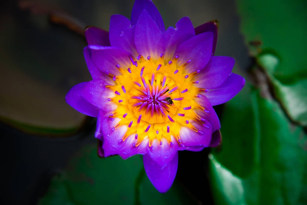 Крупним планом квітуча жовта, фіолетова вишукана лілія або квітка лотоса
 - Фото, зображення