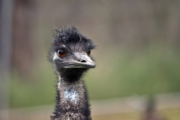 Australian emu close up - Foto, imagen