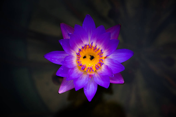 Yakın çekim çiçek açan sarı, mor süslü nilüfer veya lotus çiçeği - Fotoğraf, Görsel