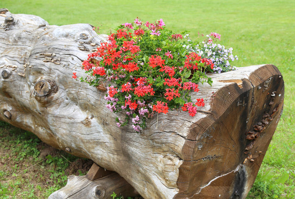 beau pot de fleurs créé par un arbre creux avec des fleurs et ge
 - Photo, image