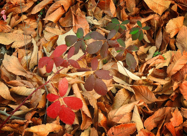 Automne feuilles d'automne
 - Photo, image