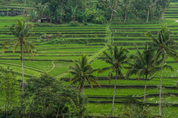 Terraços em Tegallalang, Ubud, Bali, Indonésia
. - Foto, Imagem