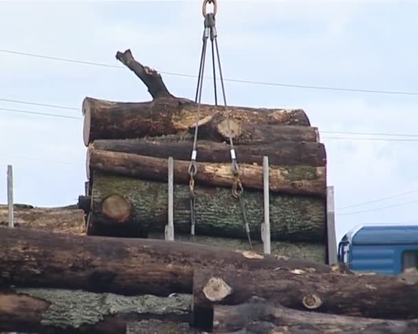 Verladen von Baumstämmen in Frachtfahrzeuge. Holzverarbeitung und Industrie. - Filmmaterial, Video