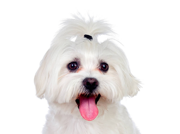 Портрет милой мальтийской собаки-бишона с косичкой на белом фоне
  - Фото, изображение
