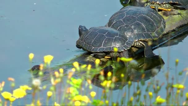 Yaban hayatı doğa kaplumbağaları sürüngen - Video, Çekim