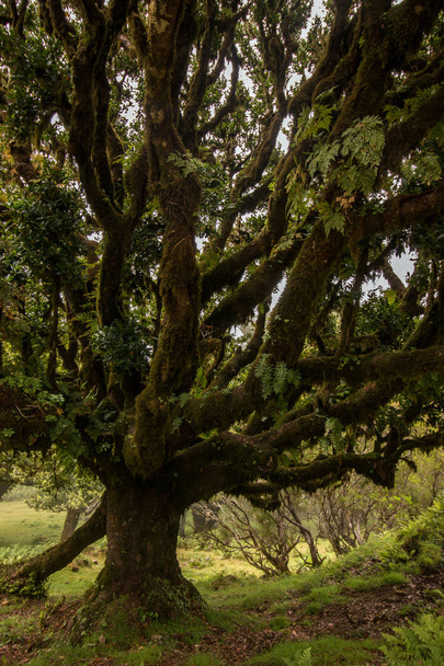 Fanal παλιά τοποθεσία Δάφνη δέντρα - Φωτογραφία, εικόνα