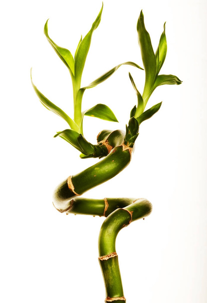 lucky bamboo on white background - Foto, Imagen