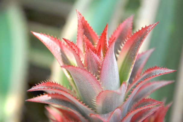 Close up of Bromeliad plants in garden - Photo, Image