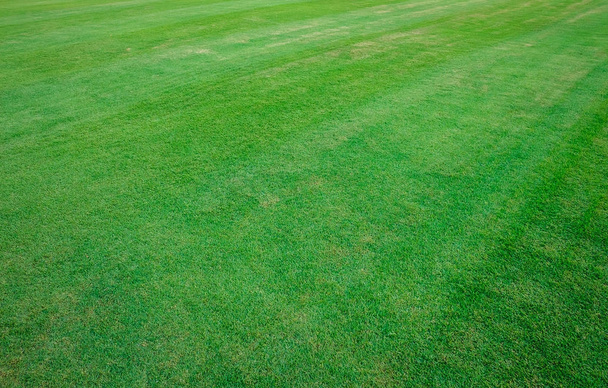 фон з текстури зеленої трави
 - Фото, зображення
