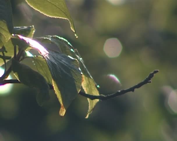 Apfelzweig mit Blättern, wunderschön von der Sonne beleuchtet. - Filmmaterial, Video
