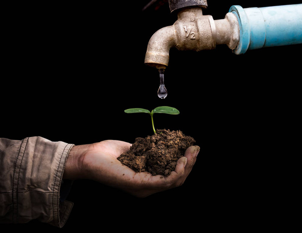 Ecology concept senior man holding young spring plant in hands. old rusty tap leaking water isolate on black background - Photo, Image