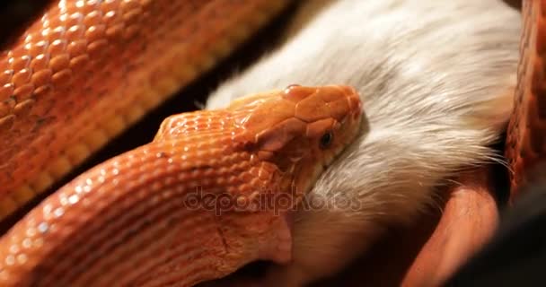 Καλαμπόκι φίδι θήραμα - Πλάνα, βίντεο