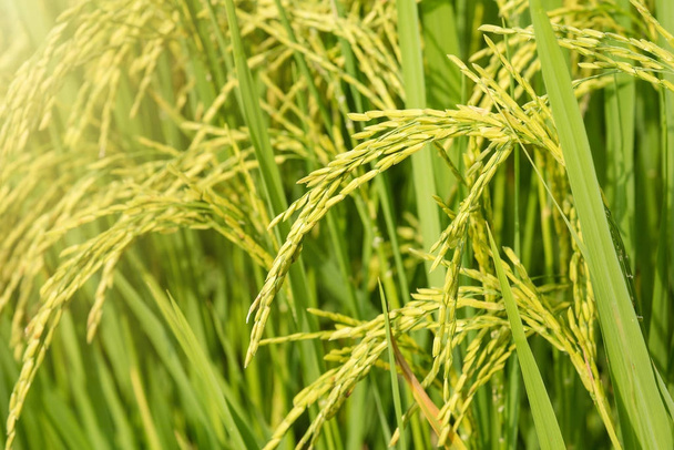 Рисове поле, крупним планом зелений рис жасмину з м'яким теплим світлом
 - Фото, зображення