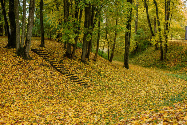 autumn colored trees in the park - Photo, Image