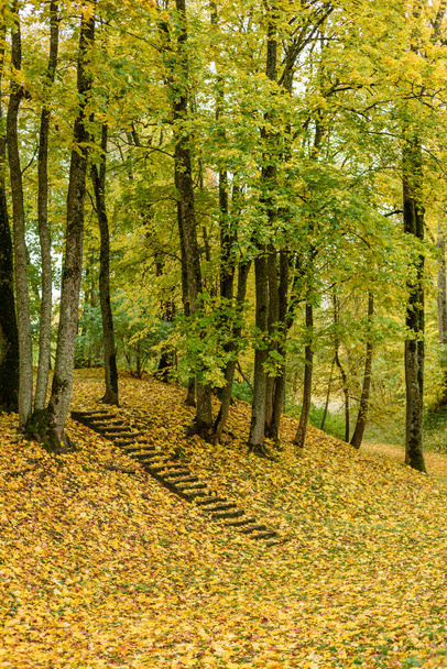 autumn colored trees in the park - Foto, afbeelding