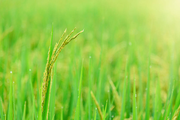 Рисовое поле, закрыть зеленый рис Жасмин с мягким теплым светом в
 - Фото, изображение