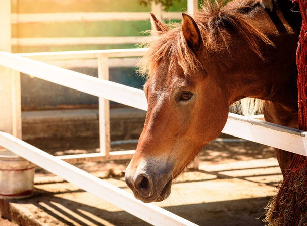 Testa di cavallo ritratto in fattoria
 - Foto, immagini