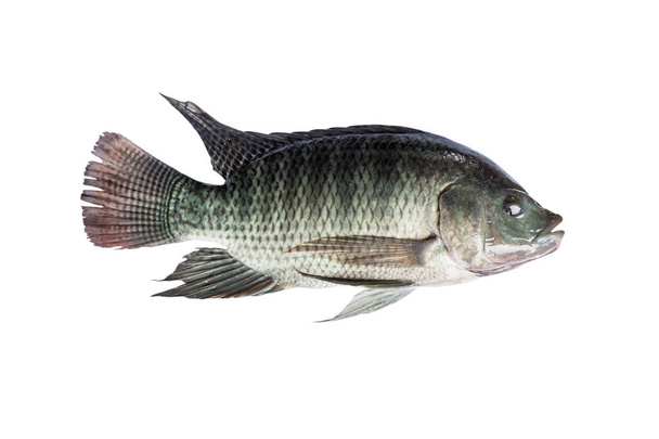 Aislamiento del pescado de tilapia sobre fondo blanco
 - Foto, imagen