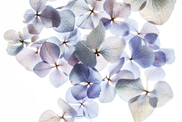 beautiful floral composition  - Valokuva, kuva