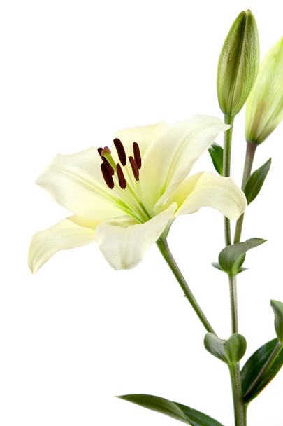 Lilies isolated on white background - Photo, Image