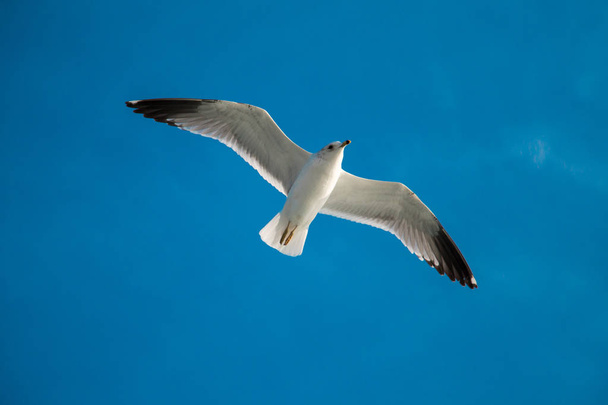mewa latająca na błękitnym niebie  - Zdjęcie, obraz
