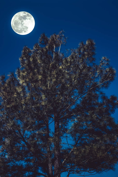 Paisaje del cielo y luna llena con luz de luna detrás de pino
.  - Foto, imagen