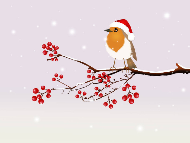 robin with Christmas hat - Foto, imagen