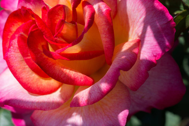 Beautiful fresh roses in close up view - Photo, Image