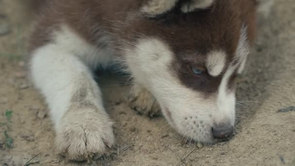 A puppy of husky walks on the nature - Felvétel, videó