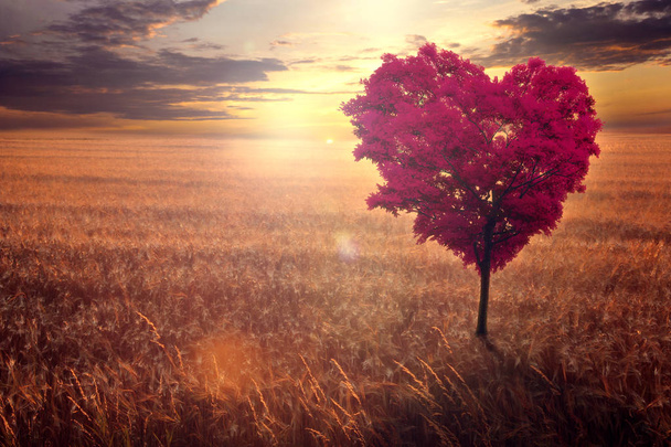 Red heart-shaped tree in the field against the background of a decline. - Photo, Image