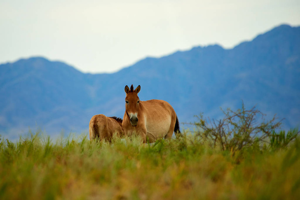 Przewalskin hevoset Altyn Emelin kansallispuistossa Kazakstanissa
 - Valokuva, kuva