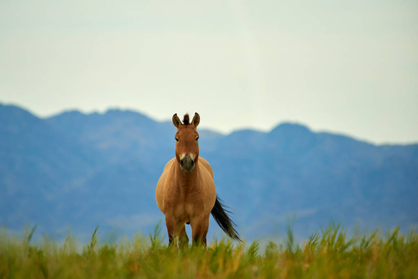 Cavalli Przewalski nel Parco Nazionale Altyn Emel in Kazakistan
 - Foto, immagini