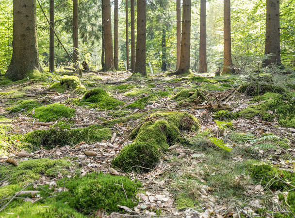 идиллические лесные пейзажи
 - Фото, изображение