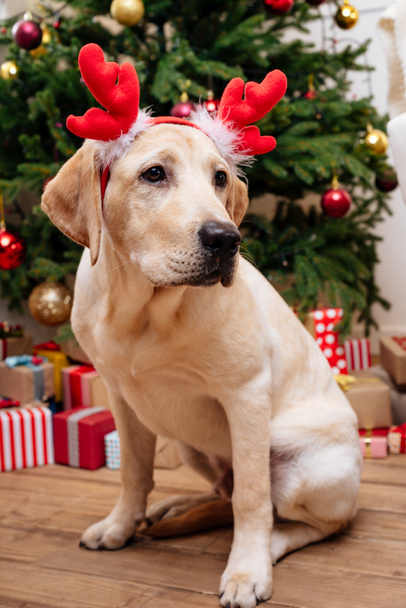 labrador with christmas reindeer antlers - Foto, immagini