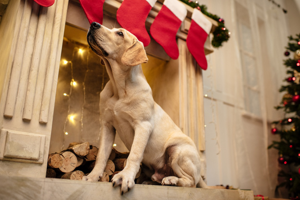 クリスマス靴下を暖炉のそばで犬 - 写真・画像