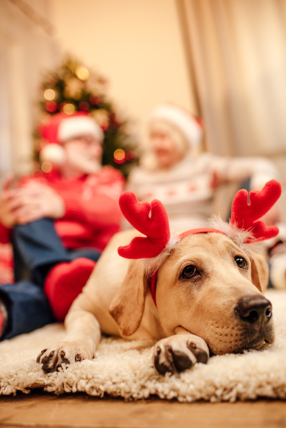 perro con cuernos de reno de Navidad
 - Foto, imagen