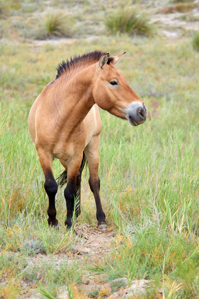 Przewalski-Pferde im Altyn-emel-Nationalpark in Kasachstan - Foto, Bild