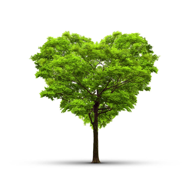 Heart shape tree over a white background - Love and nature conce - Φωτογραφία, εικόνα