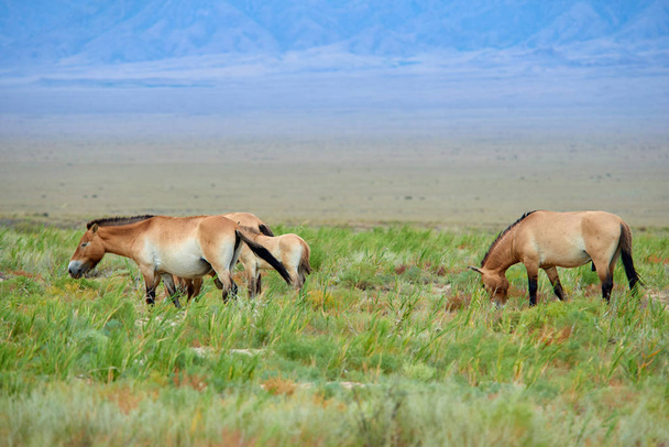Przewalski horses in the Altyn Emel National Park in Kazakhstan - Photo, Image